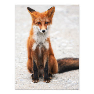 Impression Photo Portrait de renard rouge sauvage mignon avec de