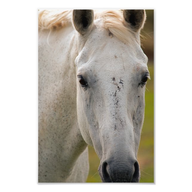 Impression Photo Portrait du cheval blanc (Devant)