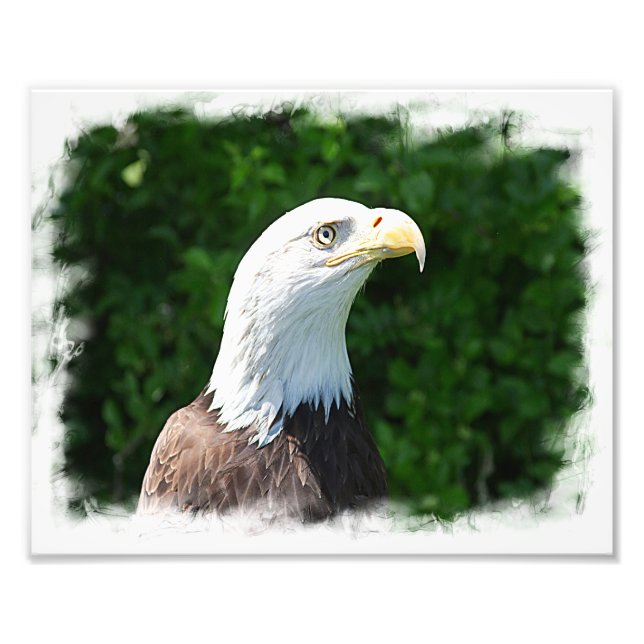 Impression Photo Portrait d'un aigle à tête blanche (Devant)