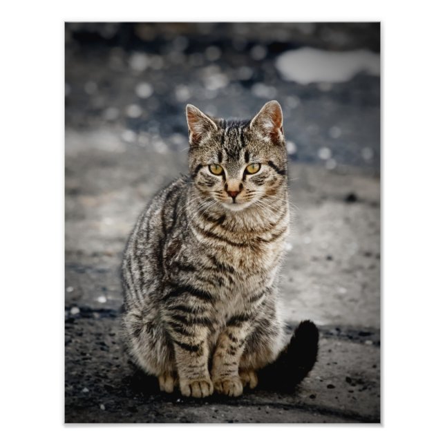 Impression Photo Portrait d'un chat (Devant)