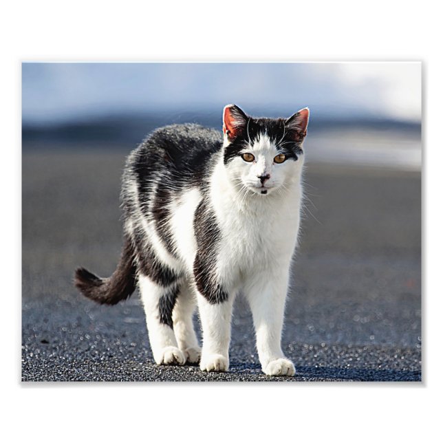 Impression Photo Portrait d'un chat (Devant)