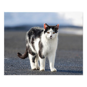 Impression Photo Portrait d'un chat