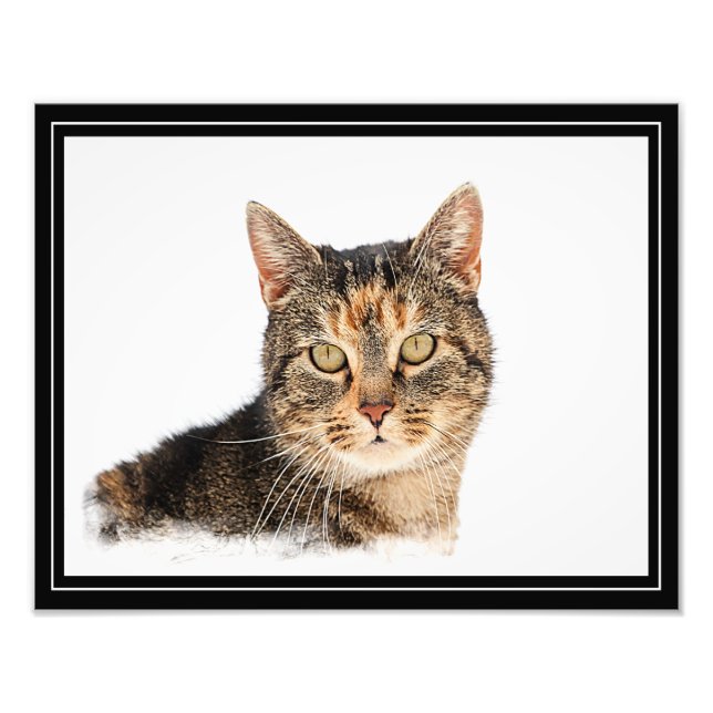 Impression Photo Portrait d'un chat (Devant)