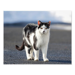 Impression Photo Portrait d'un chat