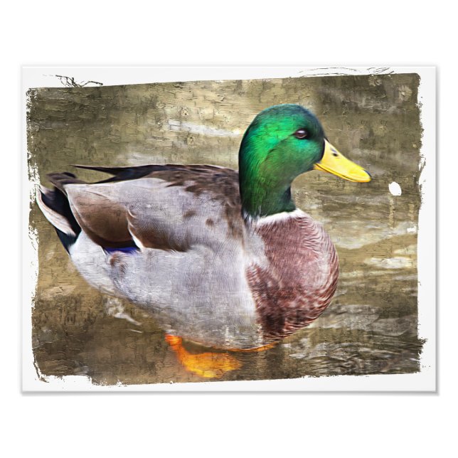 Impression Photo Portrait d'un colvert mâle (Devant)
