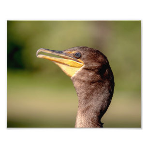 Impression Photo Portrait d'un Cormorant