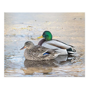 Impression Photo Portrait d'un mâle et d'un canard femelle