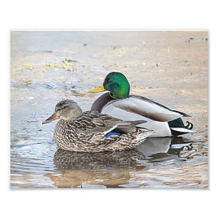 Impression Photo Portrait d'un mâle et d'un canard femelle
