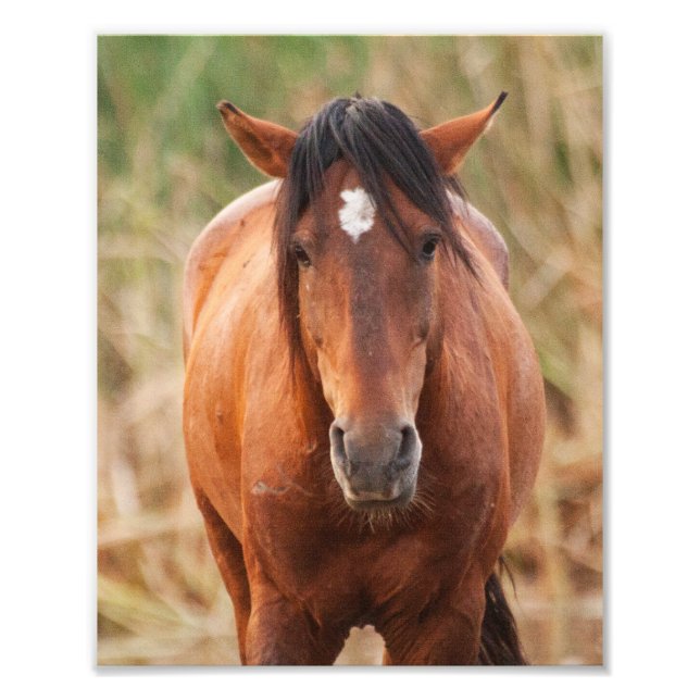 Impression Photo Portrait d'un Mustang sauvage (Devant)