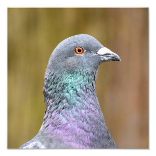 Impression Photo Portrait D'Un Pigeon