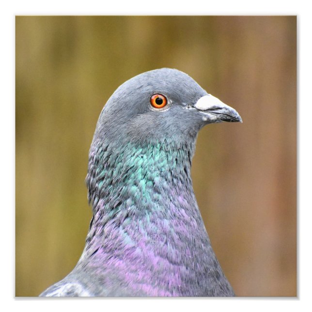 Impression Photo Portrait D'Un Pigeon (Devant)