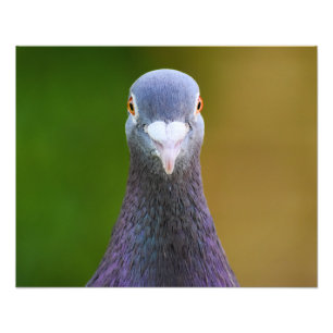 Impression Photo Portrait D'Un Pigeon