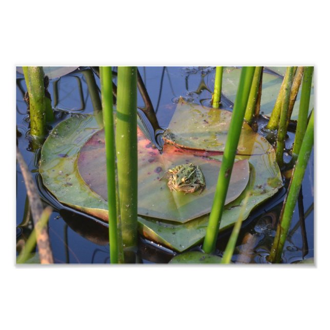 IMPRESSION PHOTO PORTRAIT D'UN ROG (Devant)