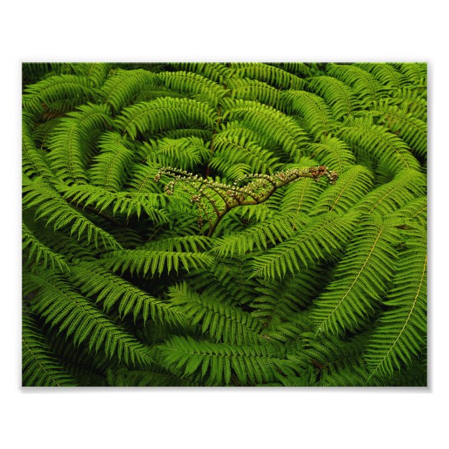 Impression Photo Portrait Feuille de Fern (Devant)