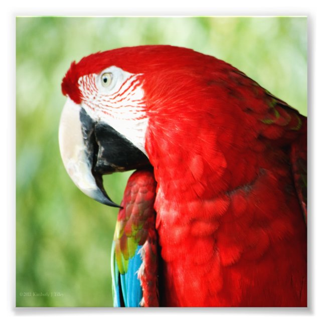 Impression Photo Portrait Macaw (Devant)