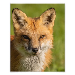 Impression Photo Portrait Red Fox