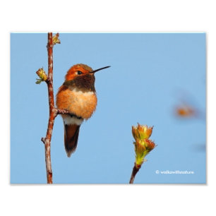 Impression Photo Poses de colibri roux mâles pour lentilles