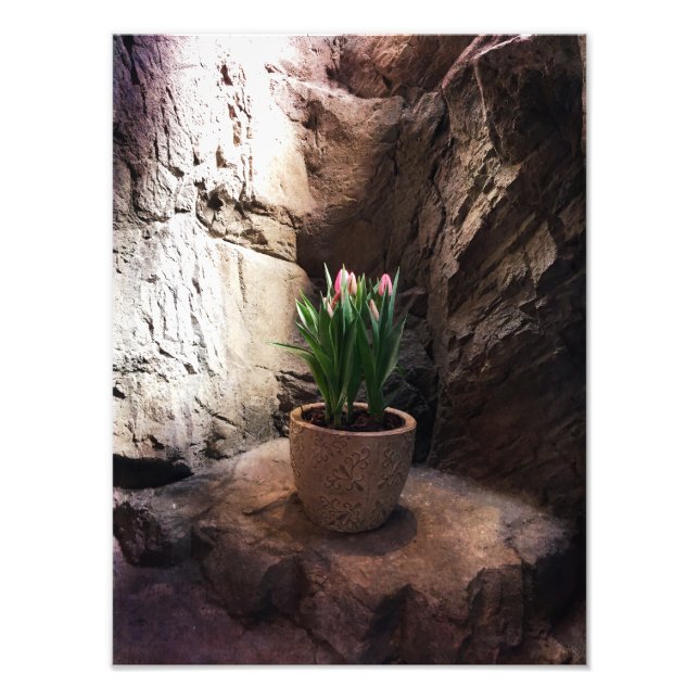 Impression Photo Pot de tulipes dans une Grotte (Devant)