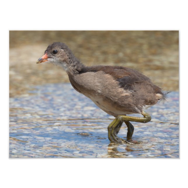 Impression Photo Pouce eurasienne jeune poussin (Devant)