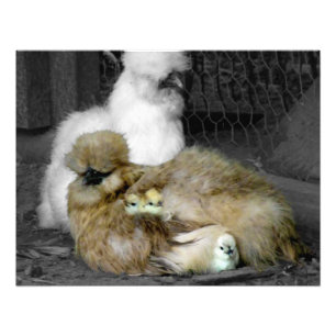 Impression Photo Poules de Silkie avec poules Pékin hors des plumes
