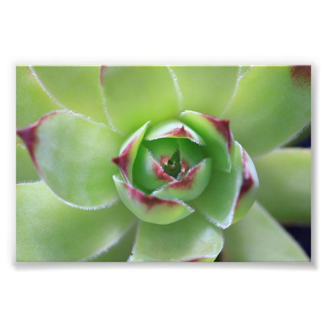 Impression Photo Poules et poulets Belle Fleur Succulente verte (Devant)