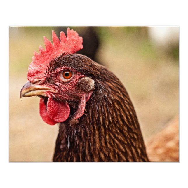 Impression Photo Poulet ! (Devant)