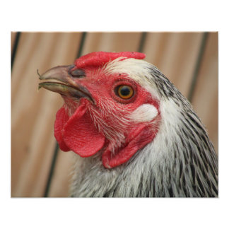 Impression Photo poulet