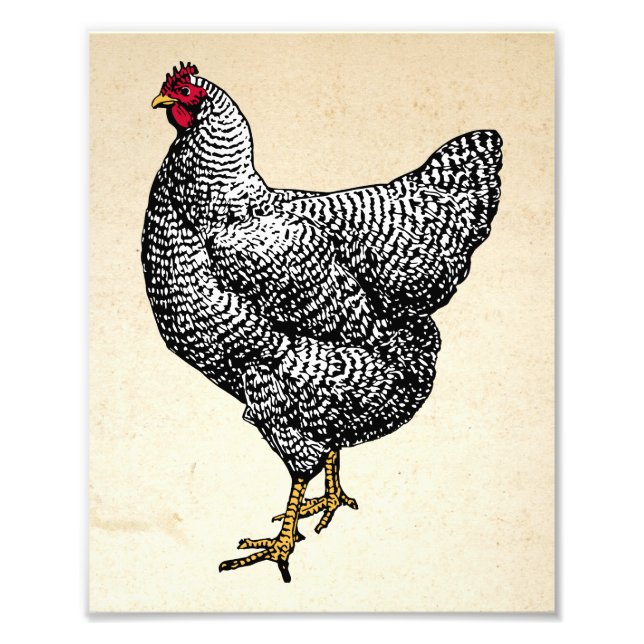 Impression Photo Poulet de roche Plymouth Barred classique Hen (Devant)