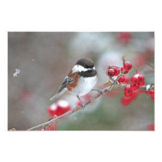 Impression Photo Poulet en chute de neige avec baies rouges