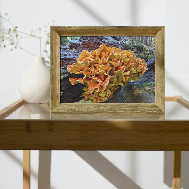 Impression Photo Poulet orange du champignon des bois (In Situ Framed)