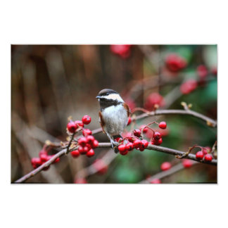 Impression Photo Poulet sur la branche avec baies rouges