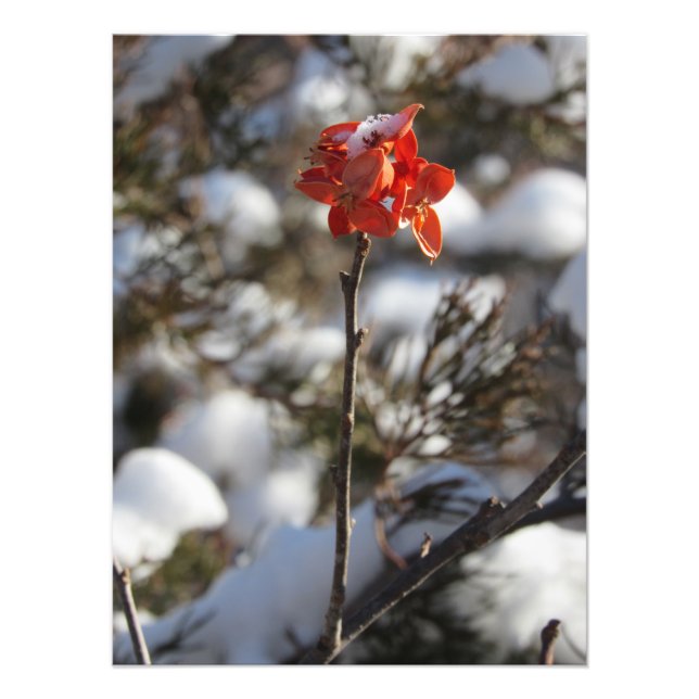 Impression Photo "Prairie Blossom" (Devant)