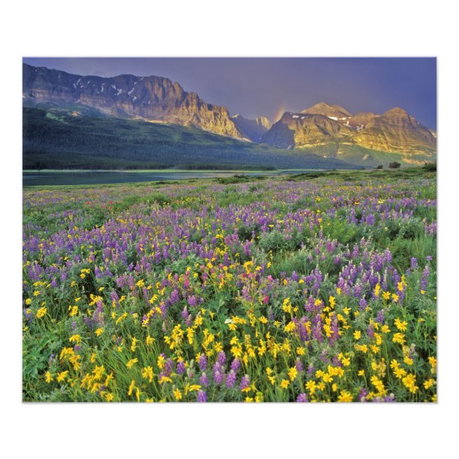 Impression Photo Prairie de fleurs sauvages dans Many glacier (Devant)