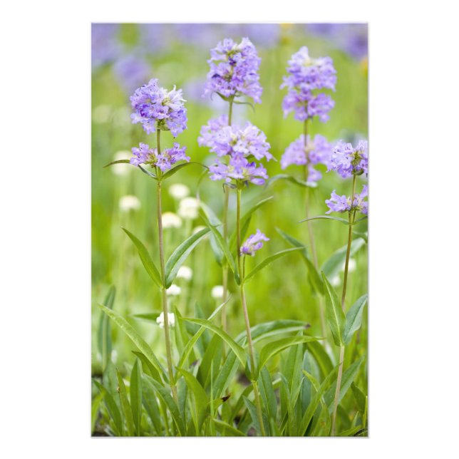 Impression Photo Prairie de fleurs sauvages de penstemon dans la (Devant)