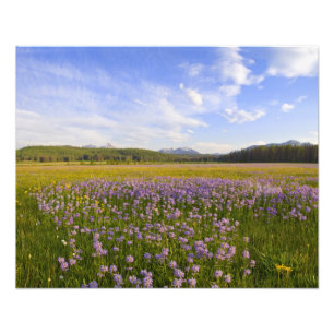 Impression Photo Prairie de fleurs sauvages de penstemon dans les 2