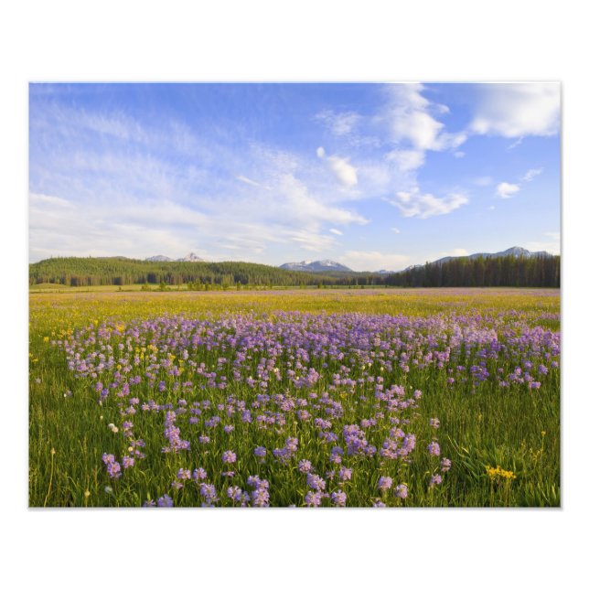 Impression Photo Prairie de fleurs sauvages de penstemon dans les 2 (Devant)