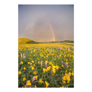 Impression Photo Prairie de fleurs sauvages spectaculaire au lever 