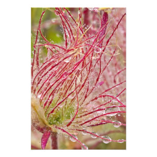 Impression Photo Prairie Smoke sous la pluie à Theodore