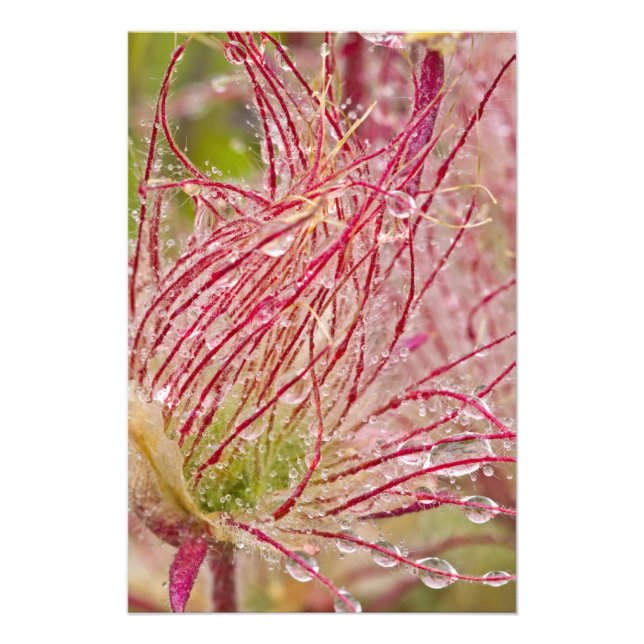 Impression Photo Prairie Smoke sous la pluie à Theodore (Devant)