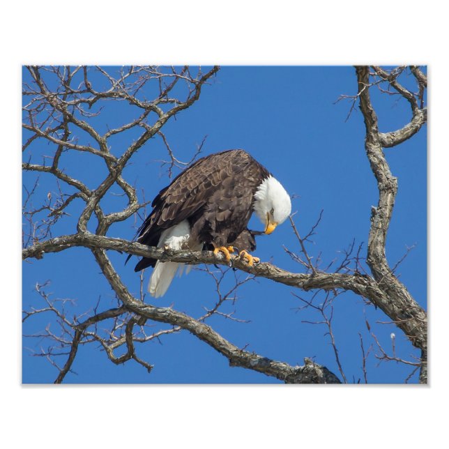 Impression Photo Prédiction de l'aigle à tête blanche (Devant)