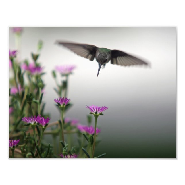 Impression Photo Premier colibri (Devant)
