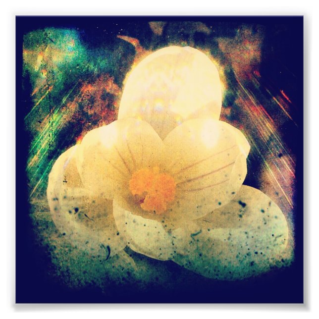 Impression Photo Première fleur du printemps (Devant)