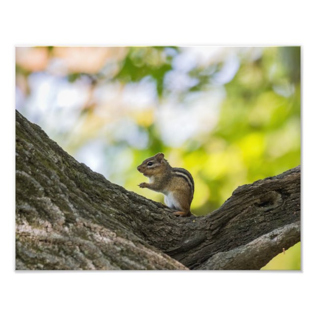 Impression Photo Prier Chipmunk (Devant)