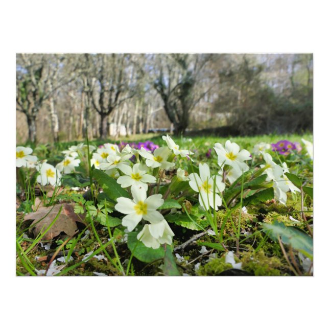 Impression Photo Primrose (Primula vulgaris) (Devant)