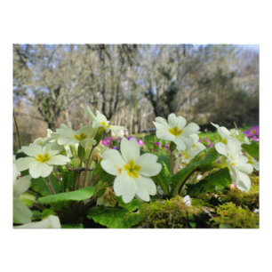 Impression Photo Primrose (Primula vulgaris)