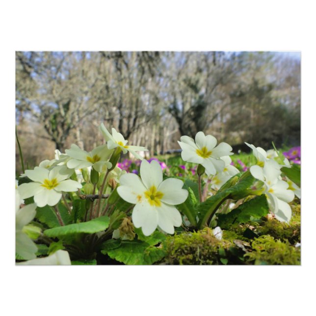 Impression Photo Primrose (Primula vulgaris) (Devant)