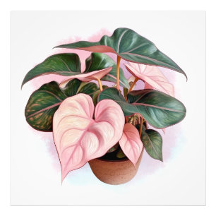 Impression Photo Princesse rose Philodenron dans le pot