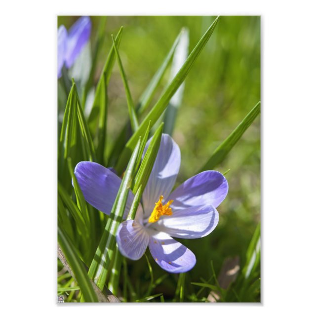 Impression Photo Printemps (Devant)