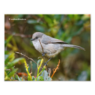 Impression Photo Profil d'un bébé de Bushtit