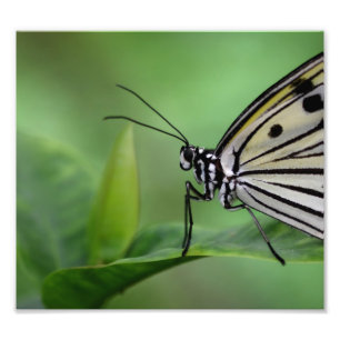 Impression Photo profil d'un cerf-volant en papier